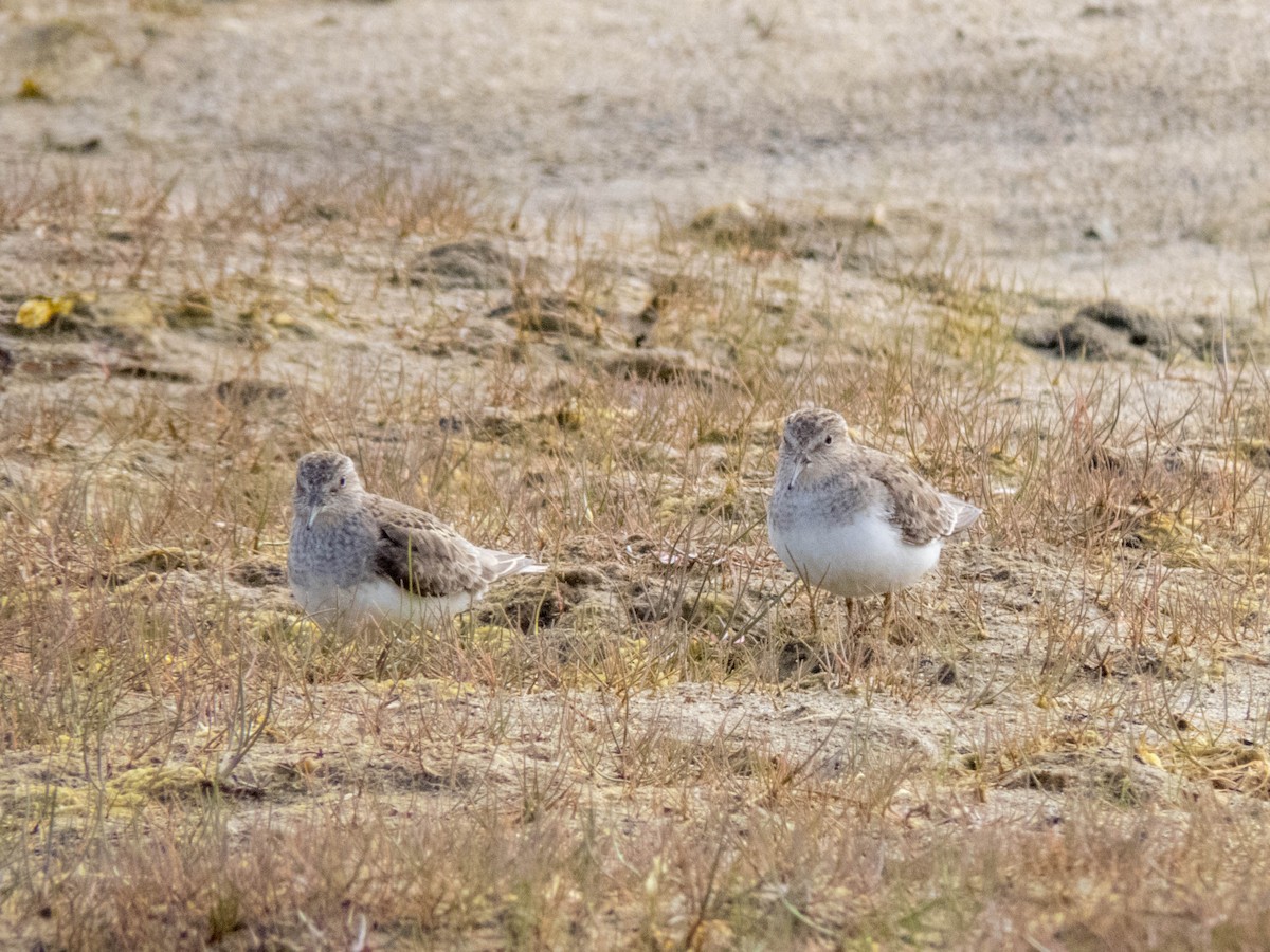 Temminck's Stint - ML642524547