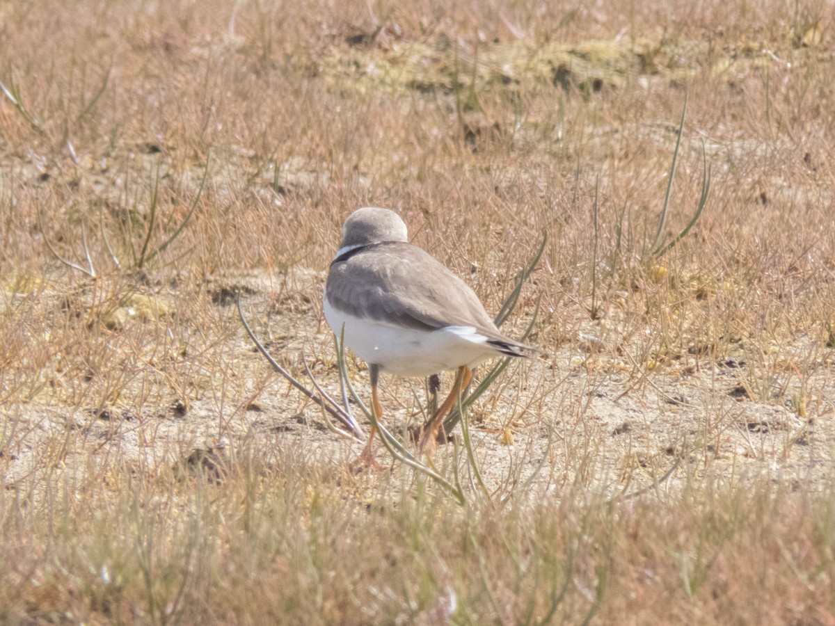 Common Ringed Plover - ML642524550