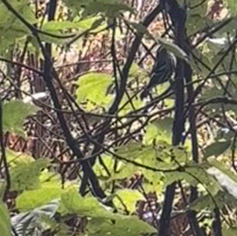 Black-and-white Warbler - ML642524553