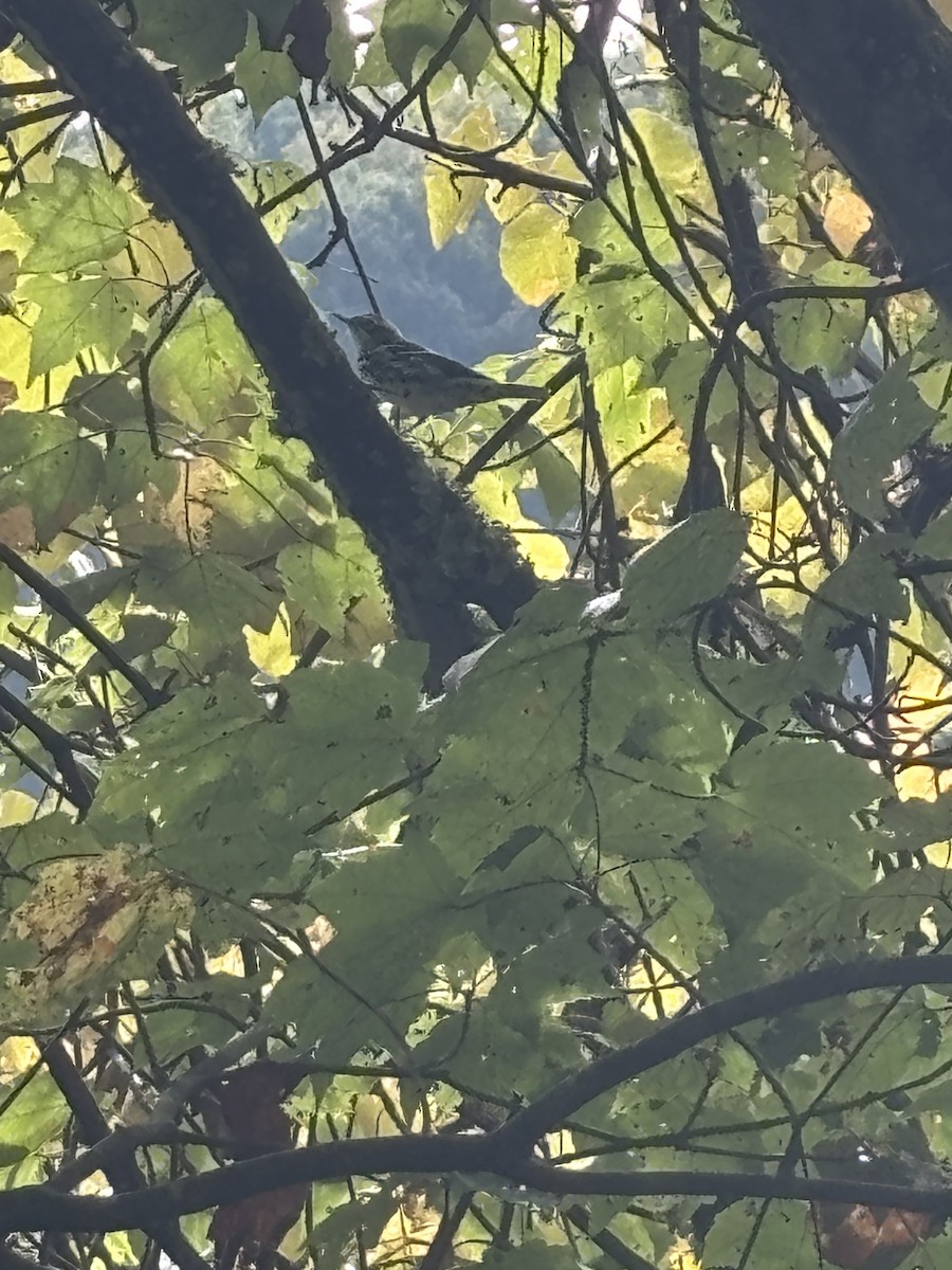 Black-and-white Warbler - ML642524554