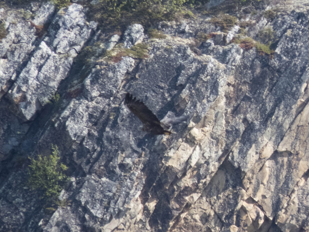 White-tailed Eagle - ML642524562