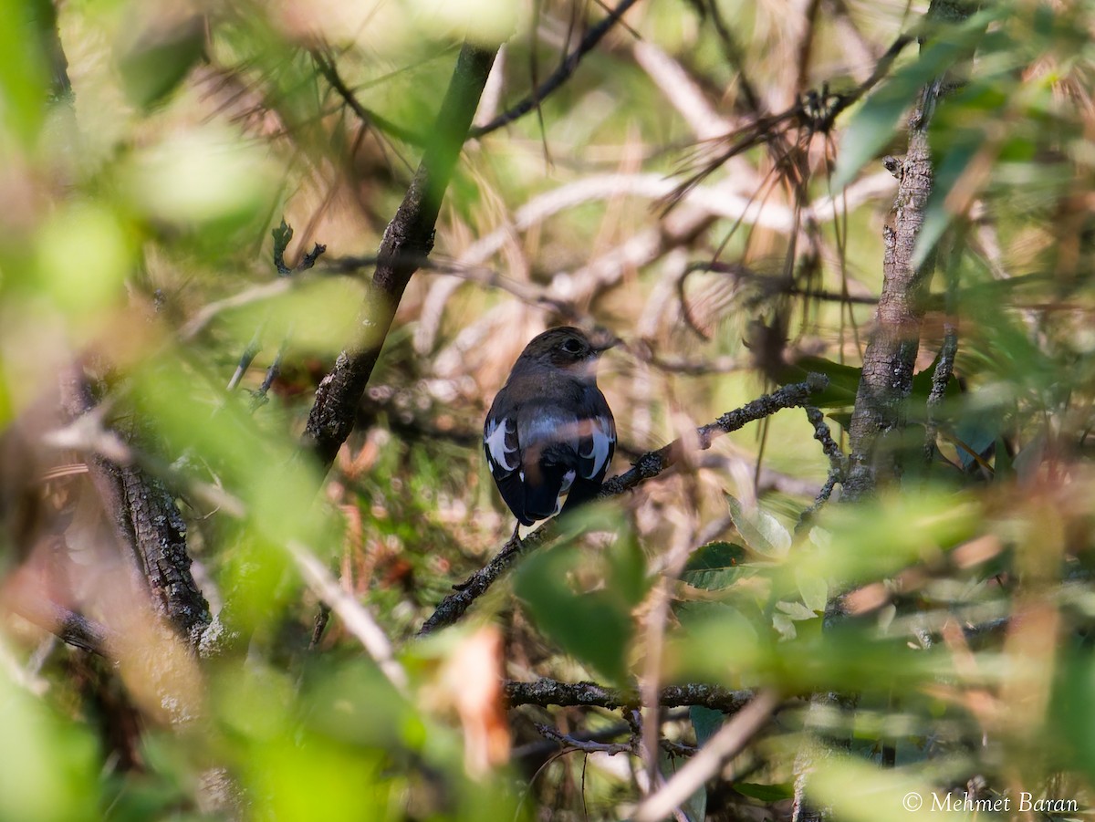 Collared Flycatcher - ML642524563