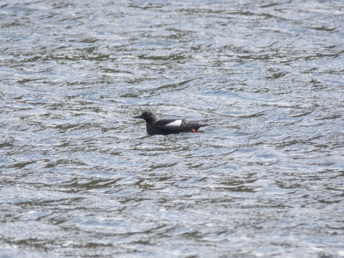 Black Guillemot - ML642524565