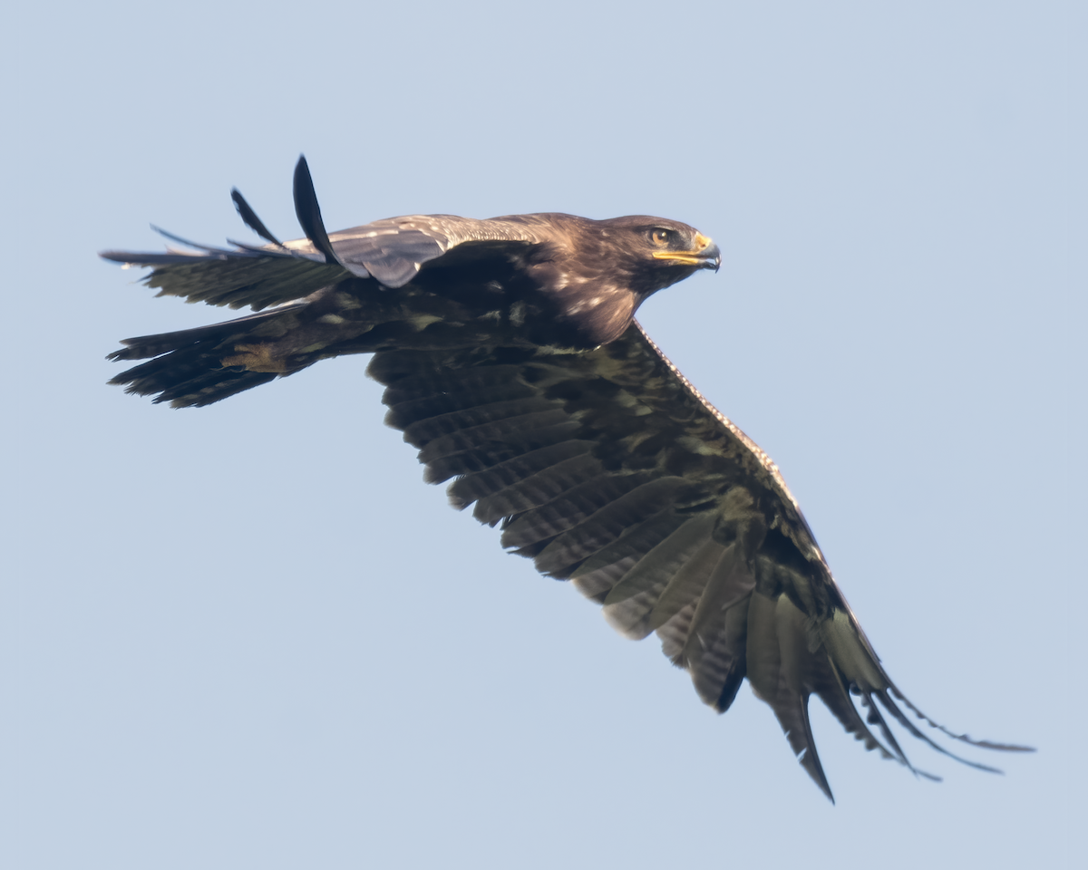Indian Spotted Eagle - ML642524566