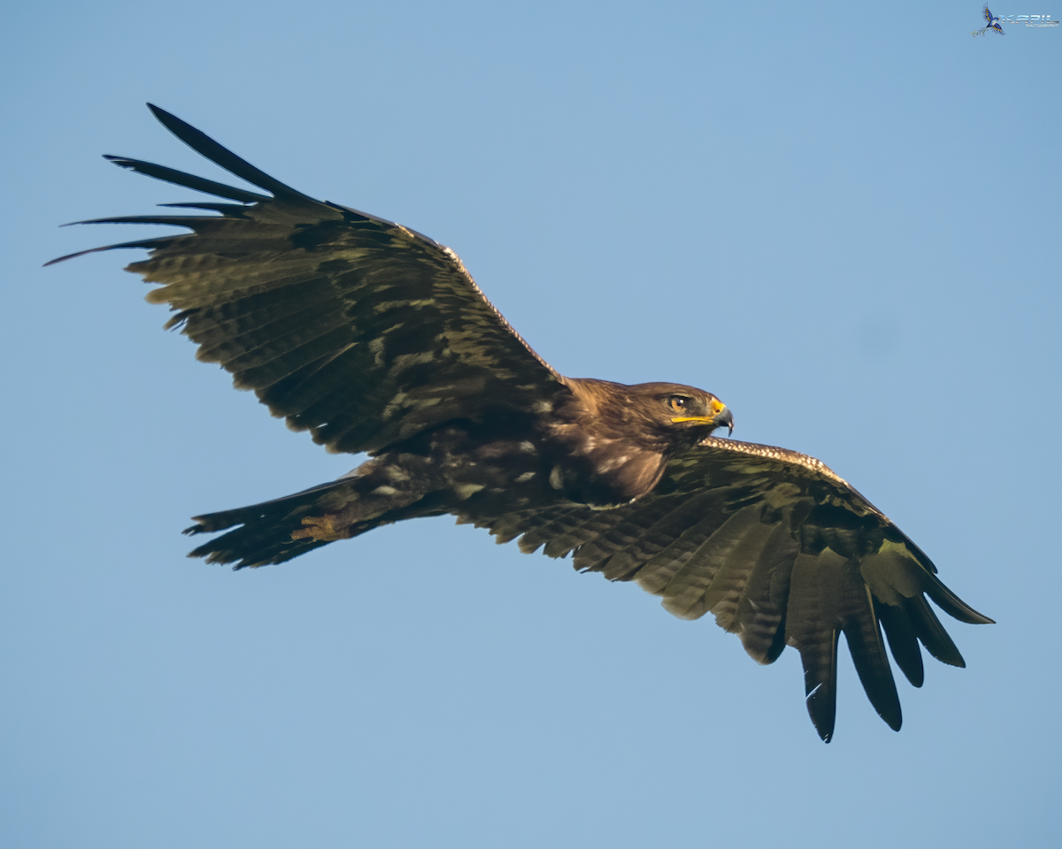 Indian Spotted Eagle - ML642524567