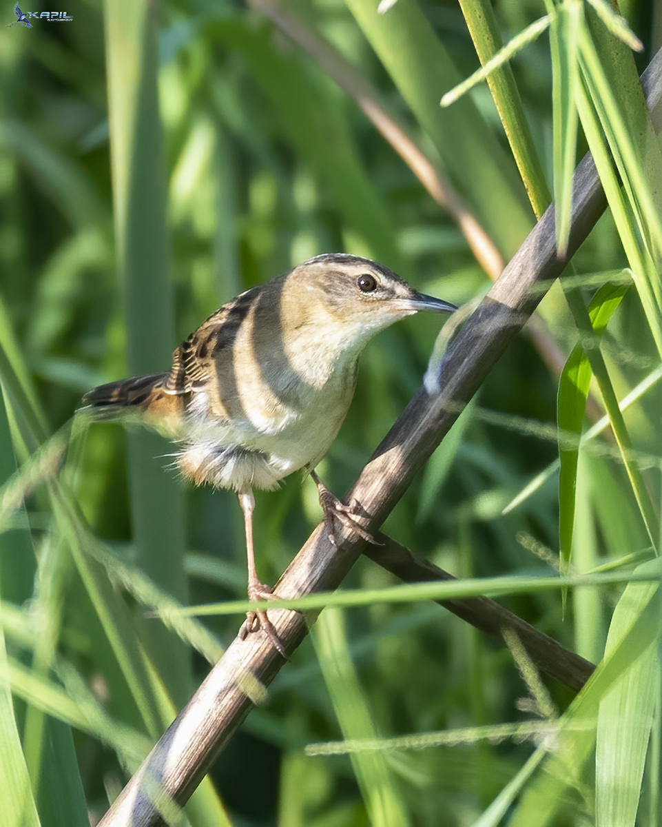 Pallas's Grasshopper Warbler - ML642524573