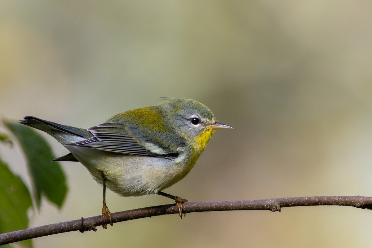 Northern Parula - ML642524596