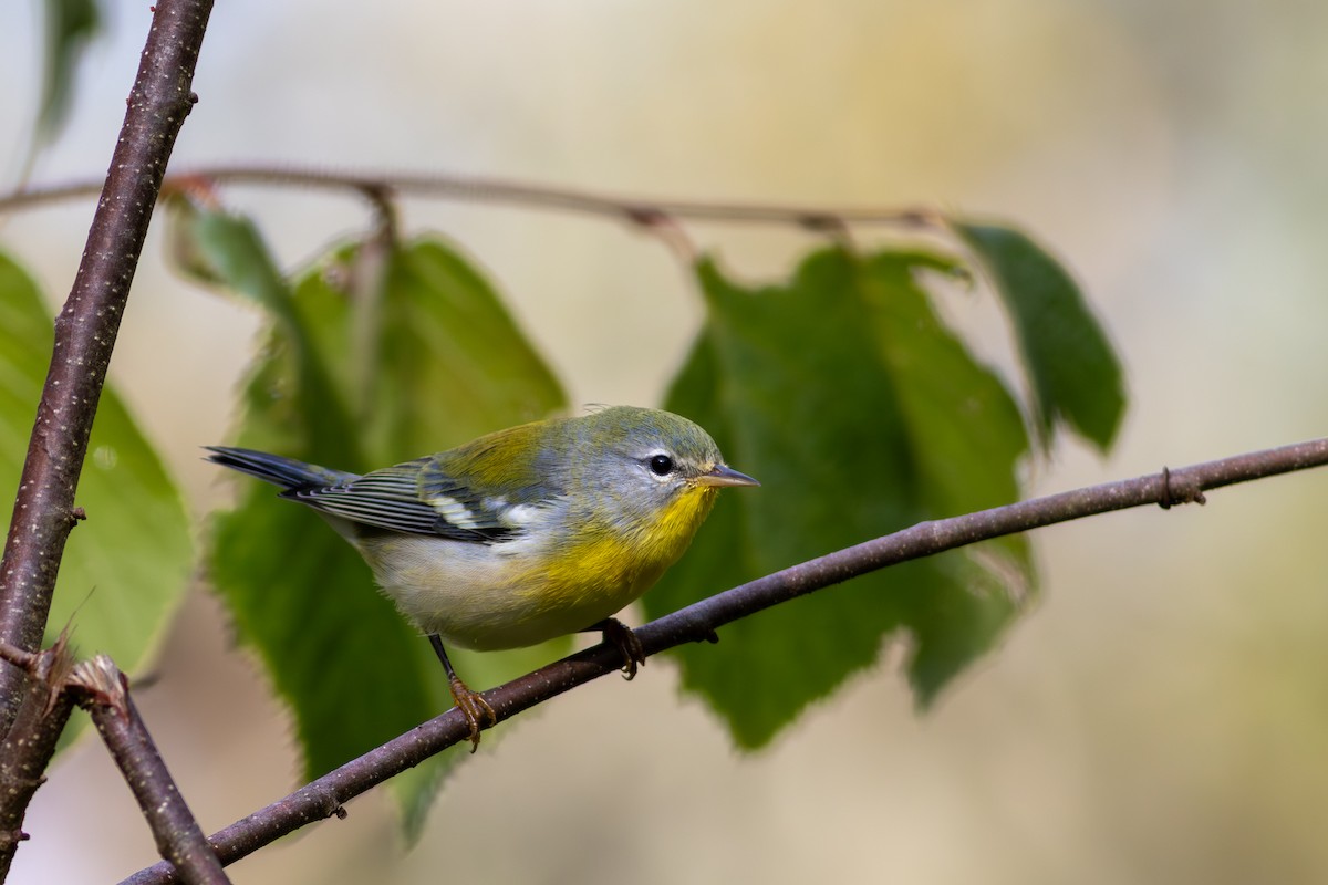 Northern Parula - ML642524597