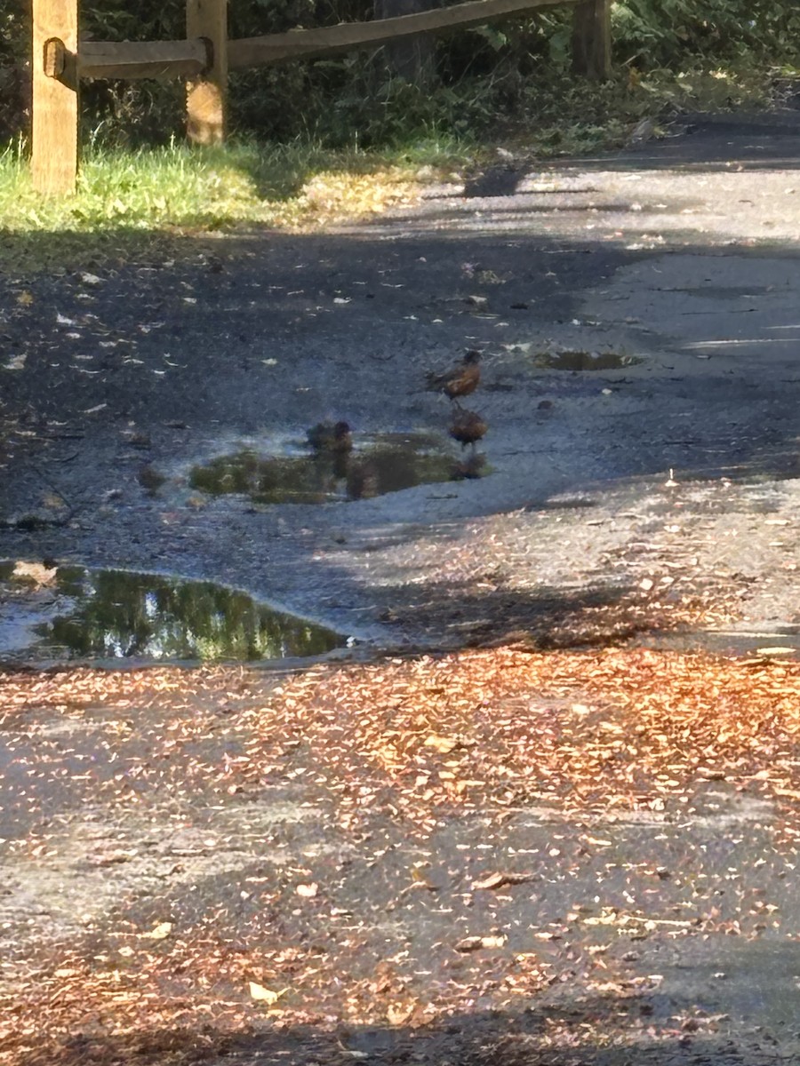 American Robin - ML642524600