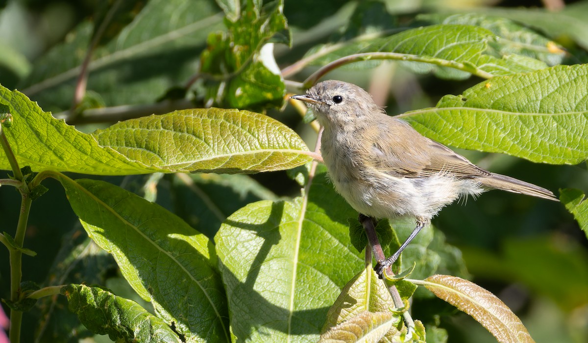 Mountain Chiffchaff (Caucasian) - ML642524616