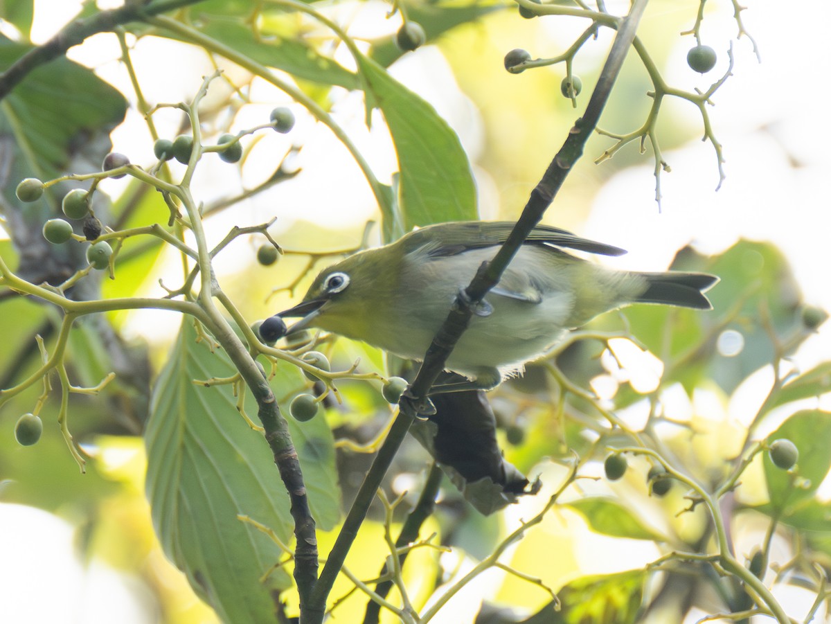 Warbling White-eye - ML642524619