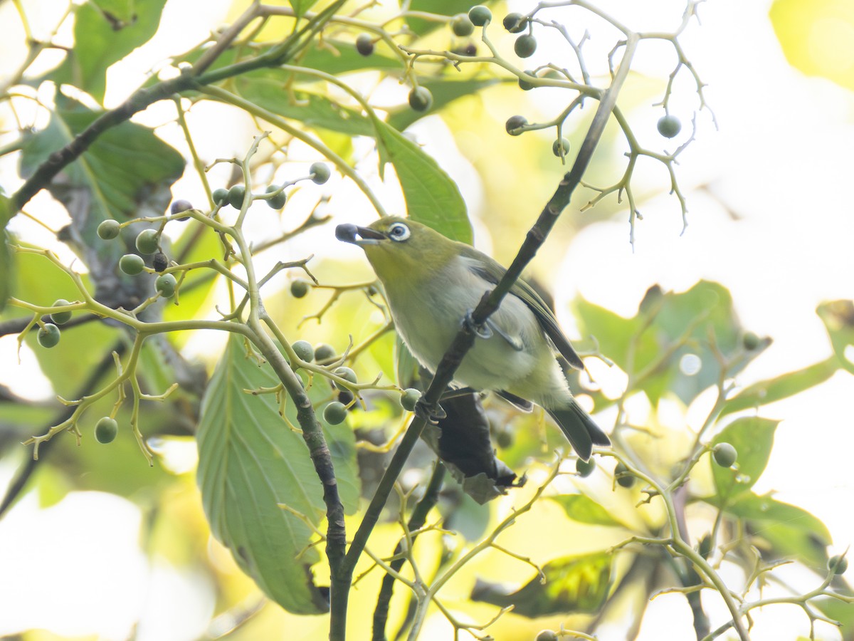 Warbling White-eye - ML642524620