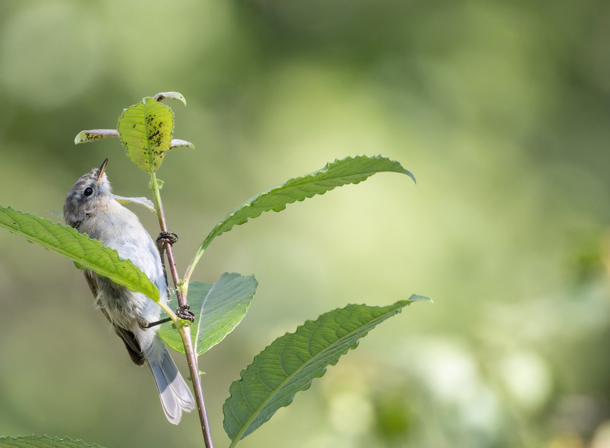 Mountain Chiffchaff (Caucasian) - ML642524621