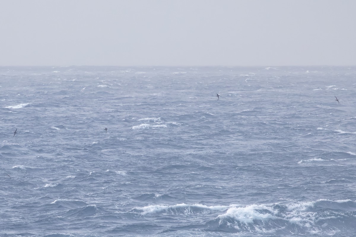 Short-tailed Shearwater - ML642524651