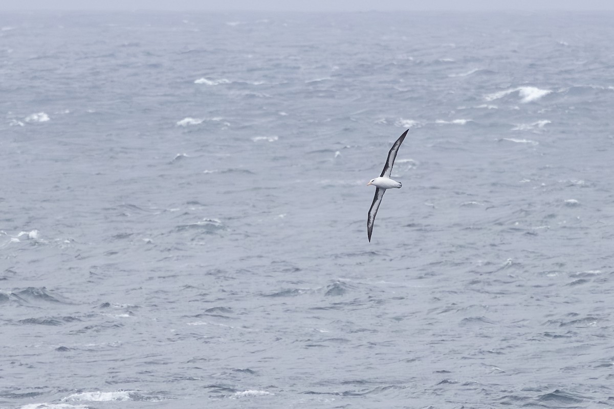 Black-browed Albatross - ML642524676