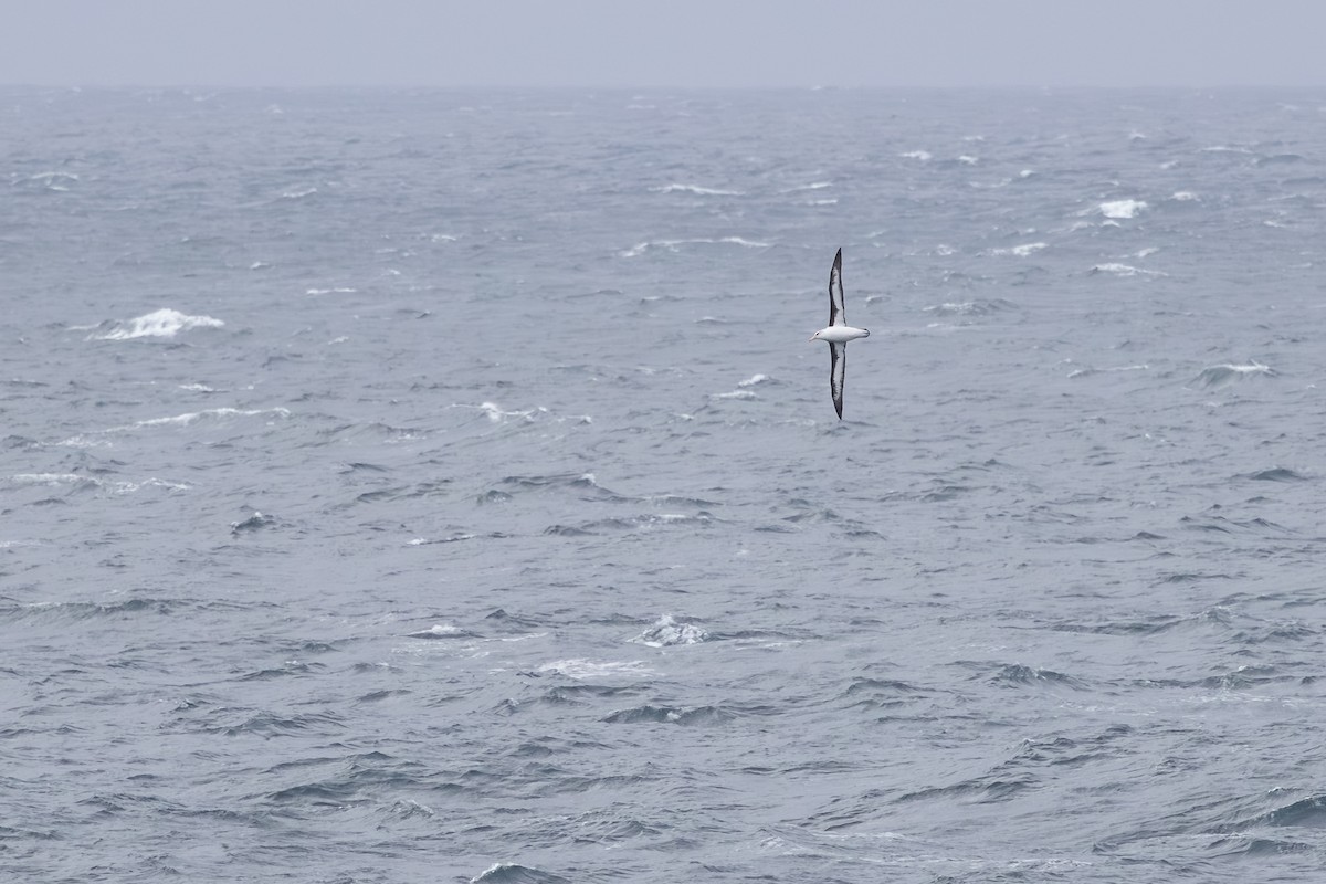 Black-browed Albatross - ML642524678