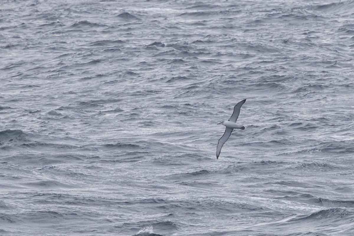 White-capped Albatross - ML642524691