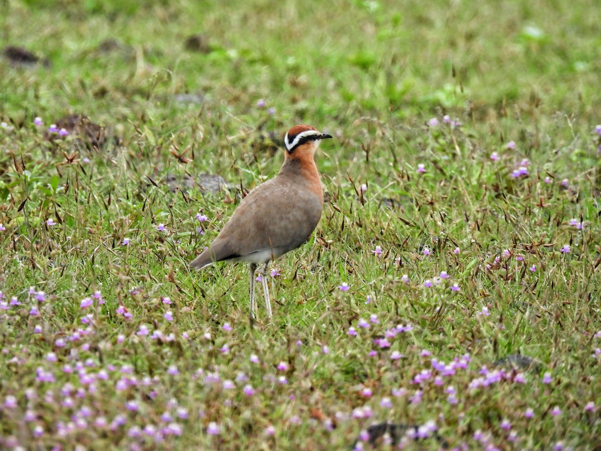 Indian Courser - ML642524695