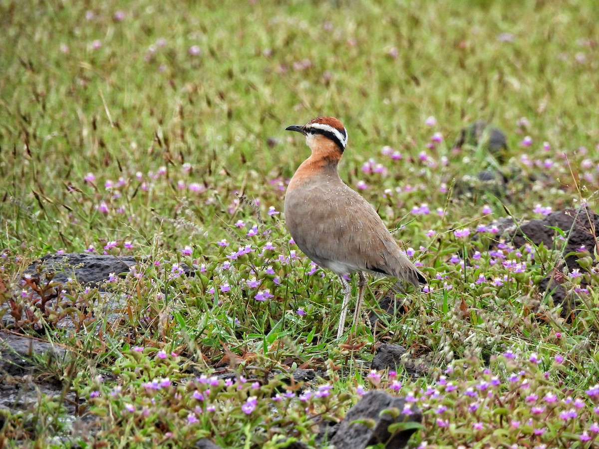 Indian Courser - ML642524696