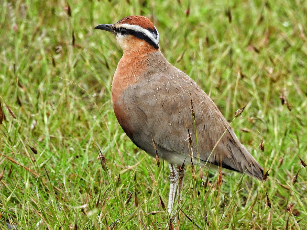 Indian Courser - ML642524697