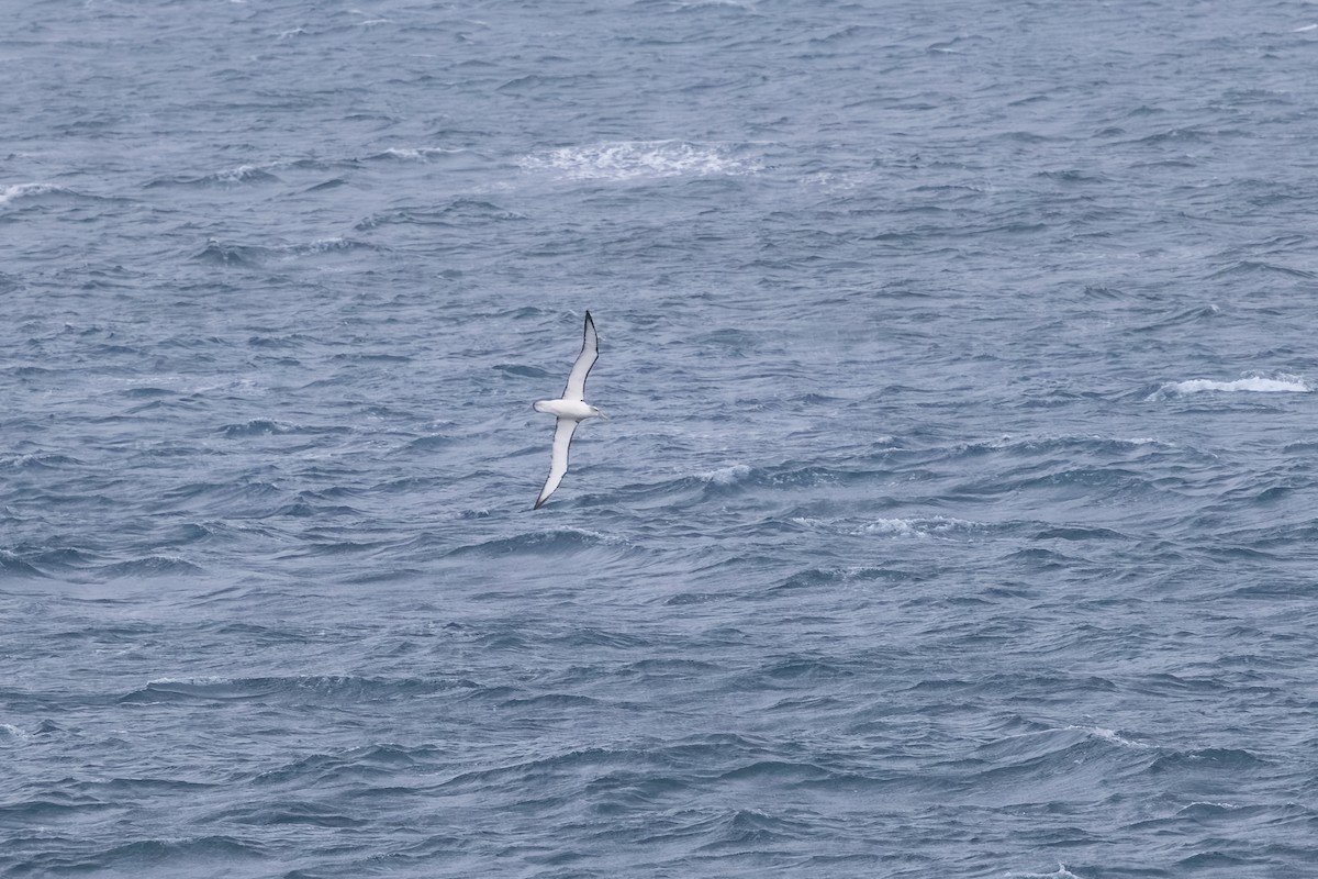 White-capped Albatross - ML642524705