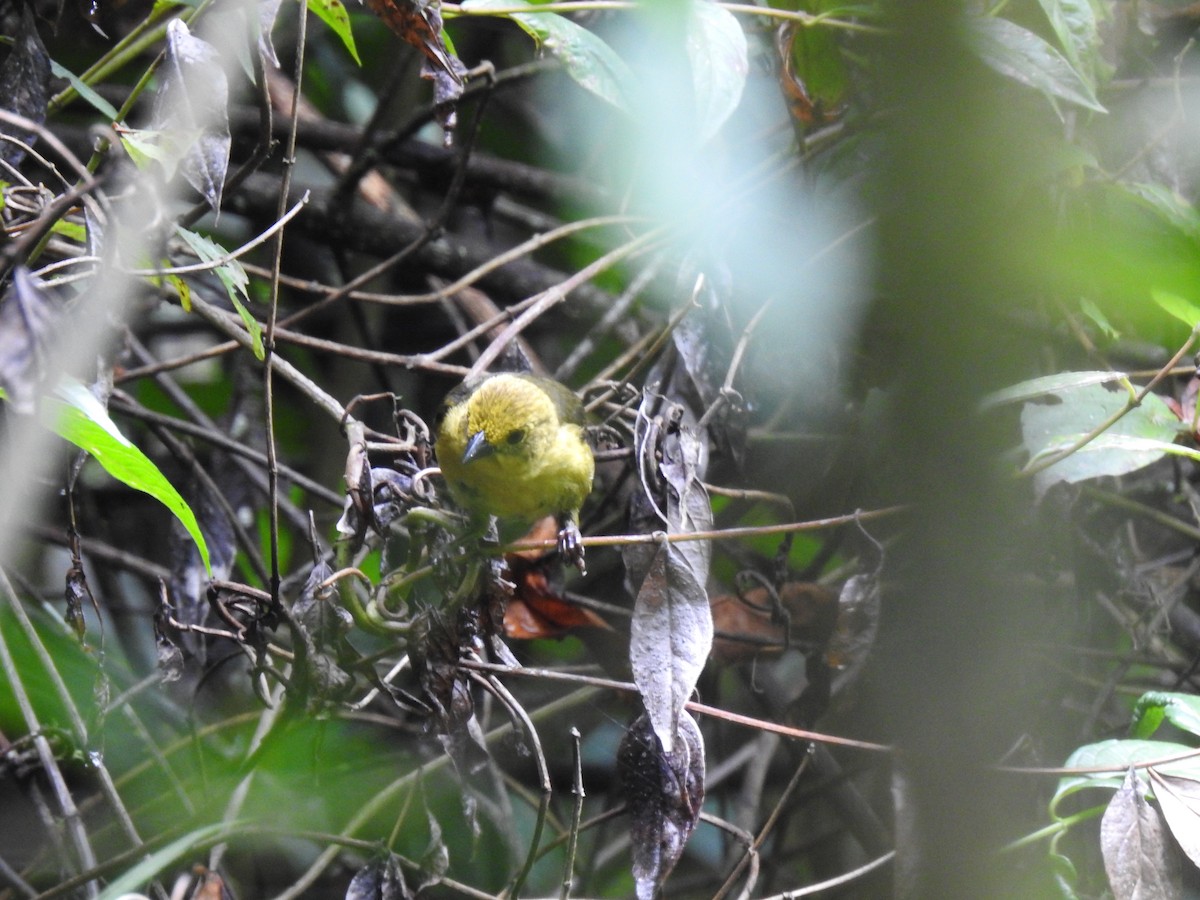 Yellow-headed Brushfinch - ML642524709