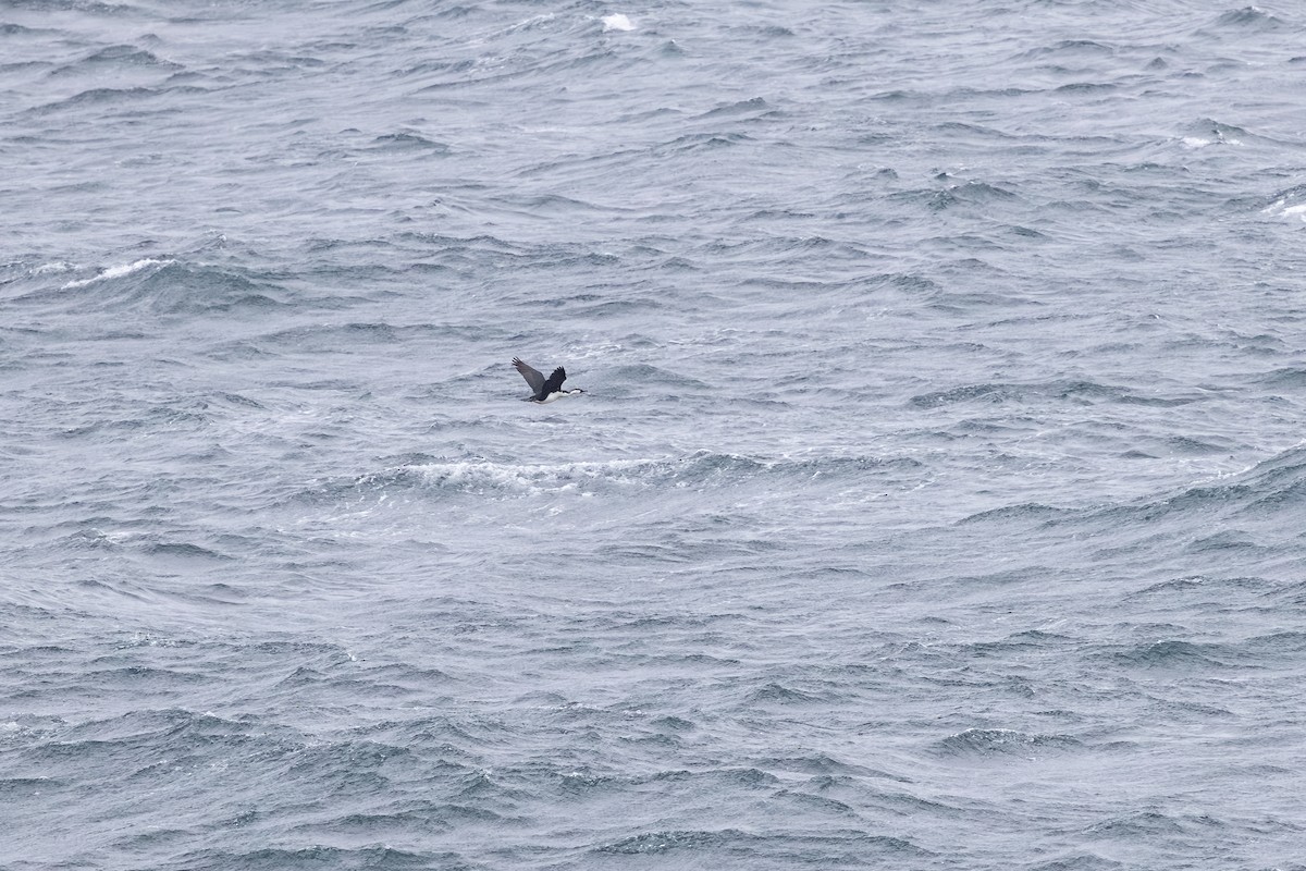 Black-faced Cormorant - ML642524712