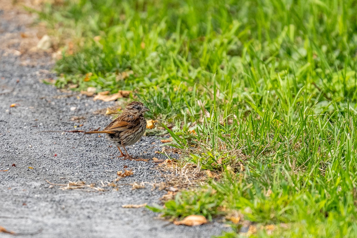Song Sparrow - ML642524720