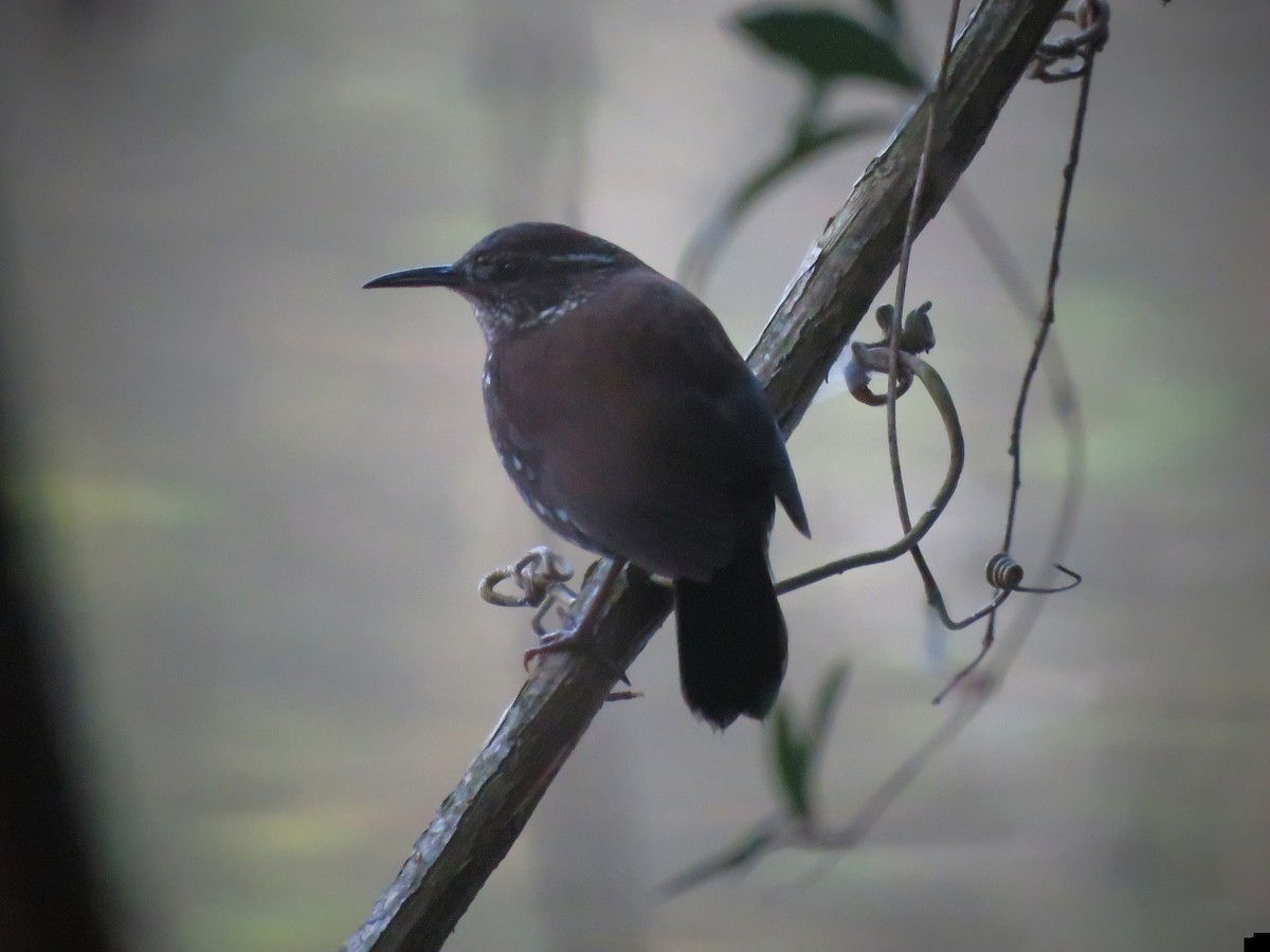 Sharp-tailed Streamcreeper - ML642524743