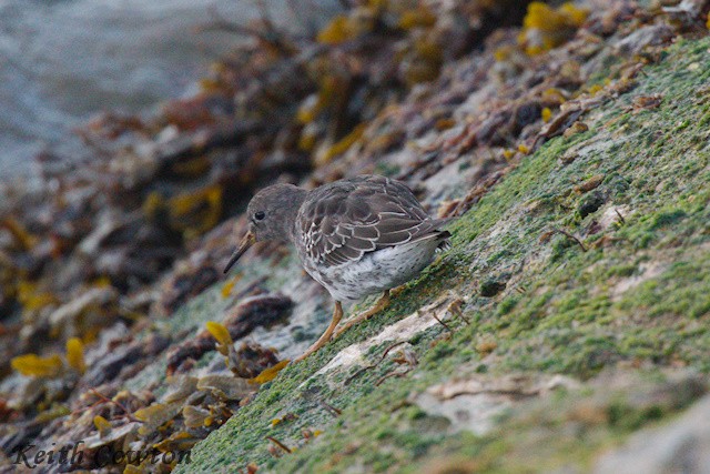 Purple Sandpiper - ML642524763