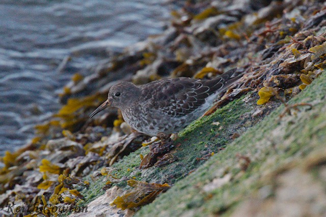 Purple Sandpiper - ML642524764