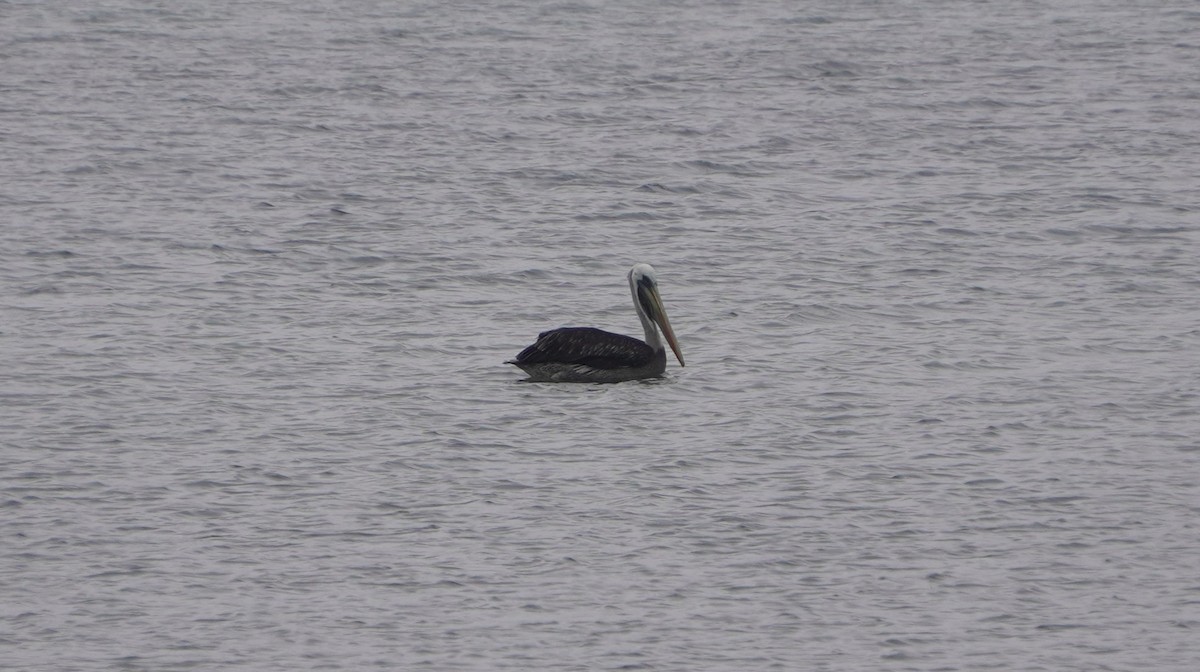 Peruvian Pelican - ML642524767