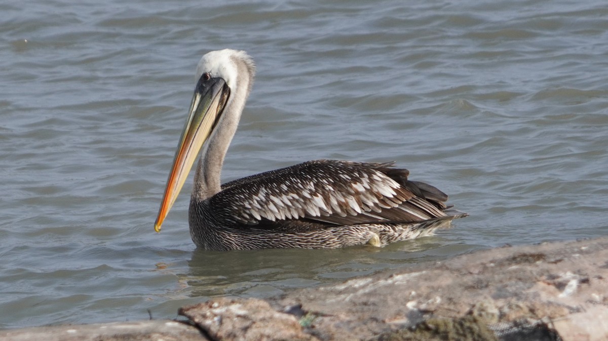 Peruvian Pelican - ML642524768
