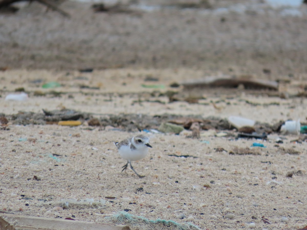 Snowy Plover - ML642524775