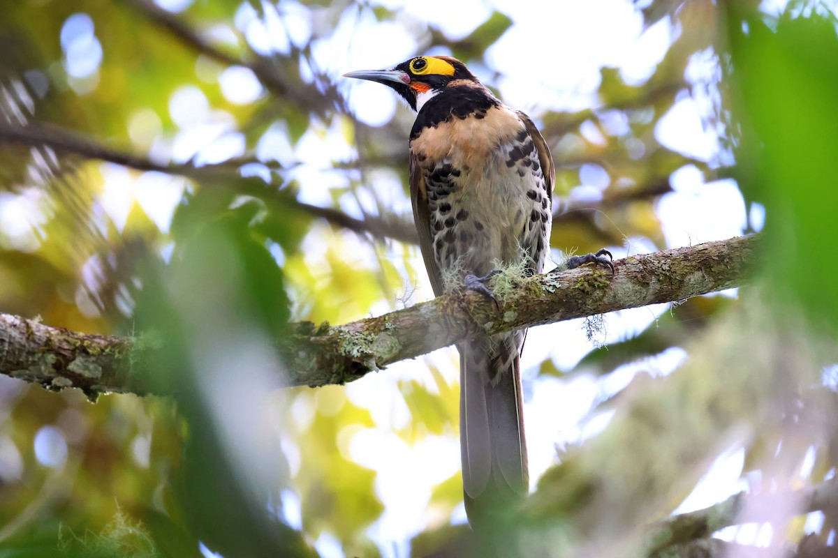 Mielero Maquillado - ML642524778