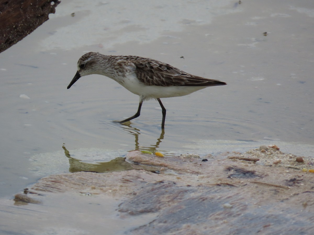 Semipalmated Sandpiper - ML642524784