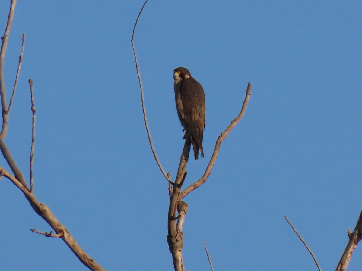 Wanderfalke - ML642524822