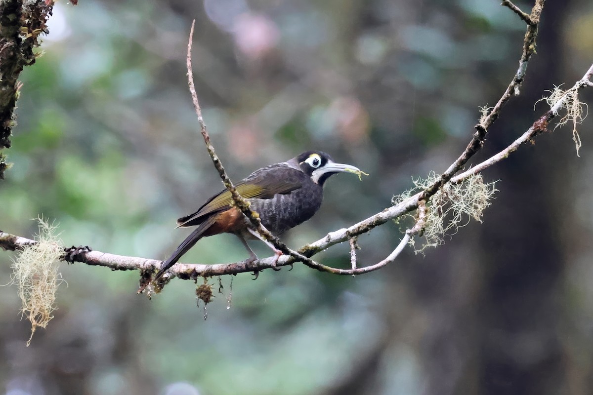 Yellow-browed Melidectes - ML642524844