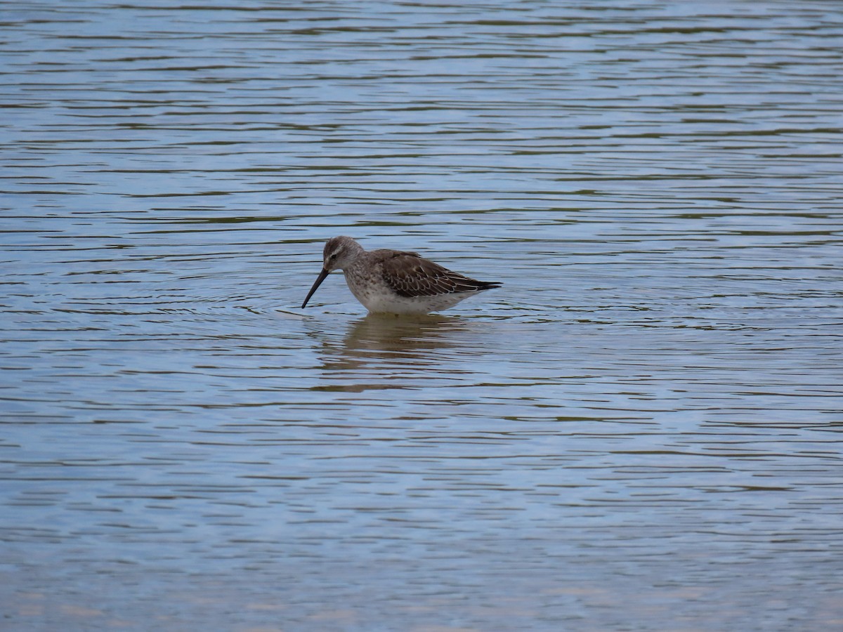 Stilt Sandpiper - ML642524890