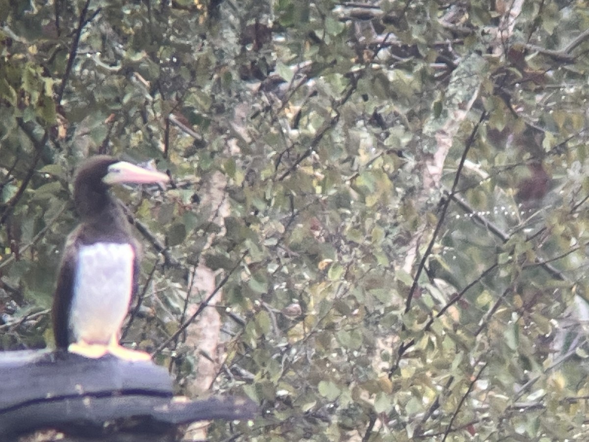 Sula fosca - ML642524892