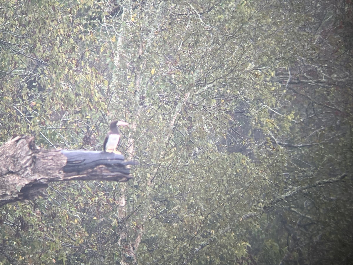 Sula fosca - ML642524894