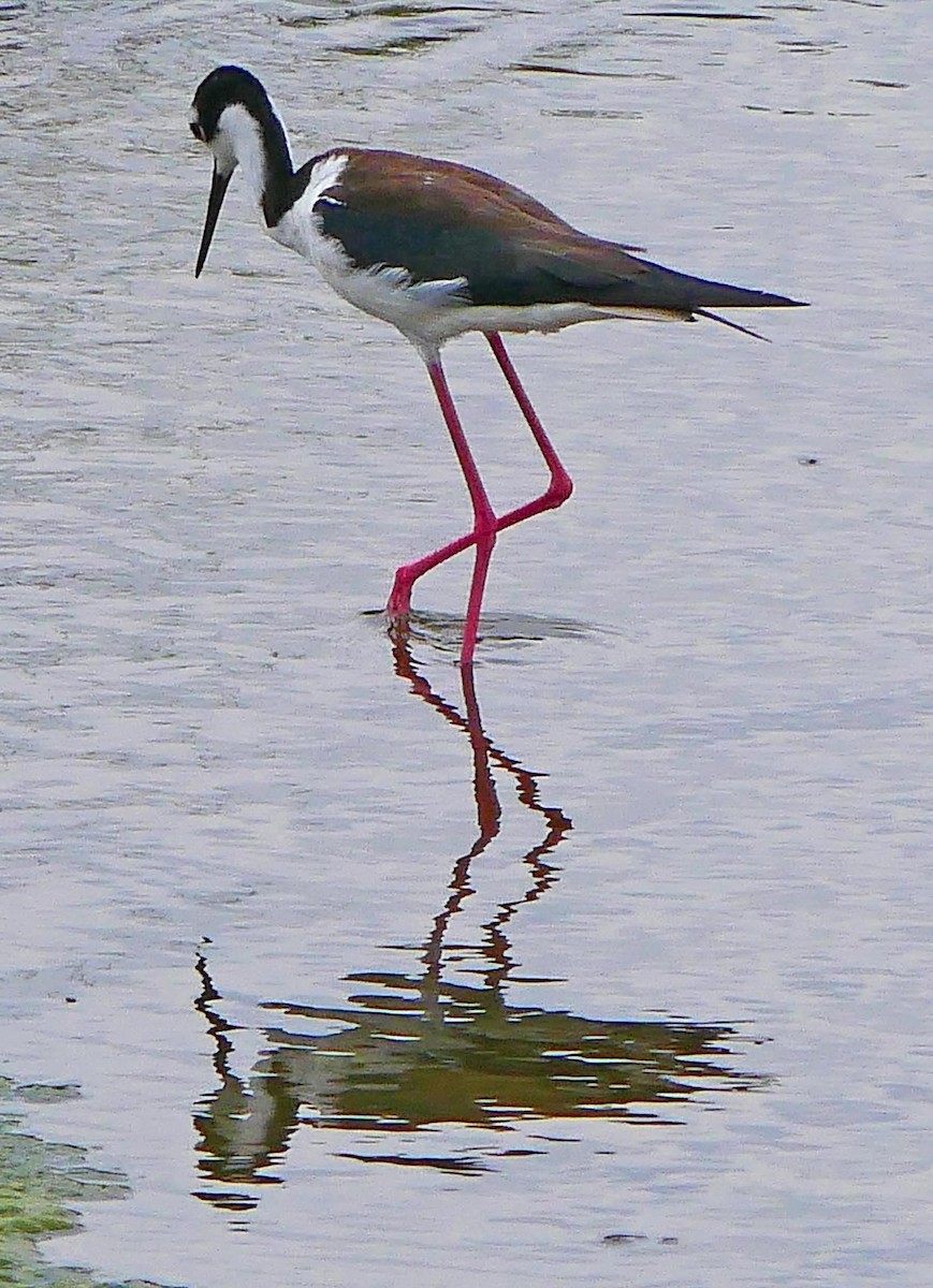 Black-necked Stilt - lynda fenneman