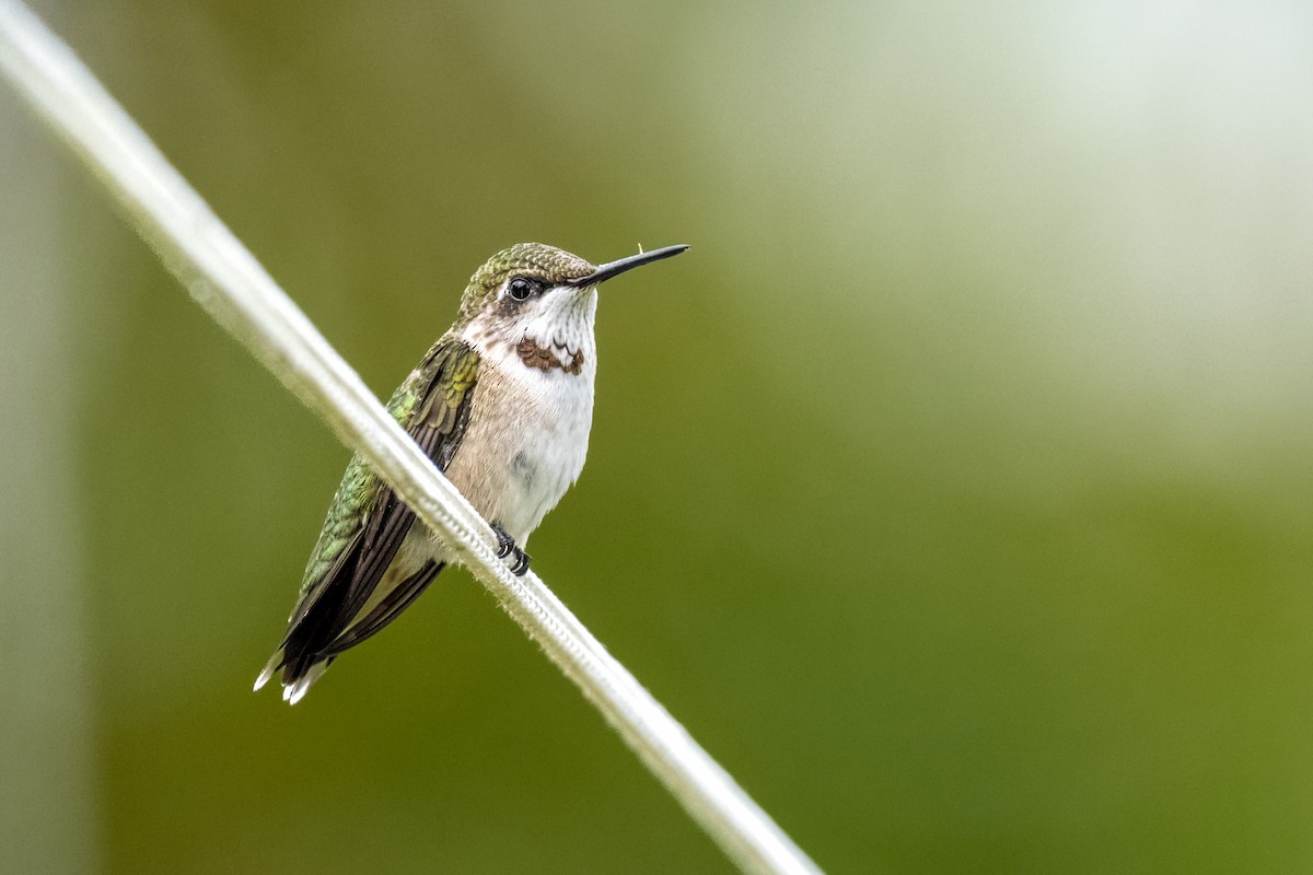 Ruby-throated Hummingbird - ML642524925