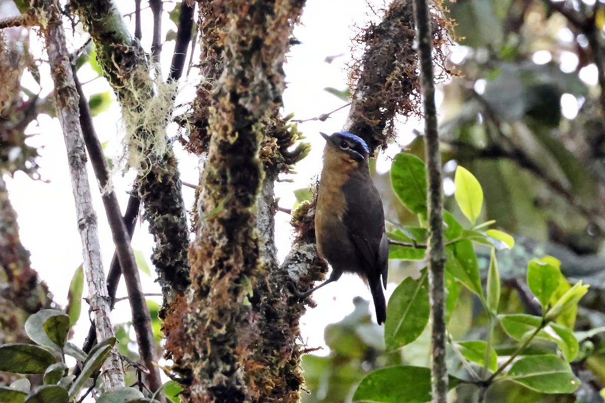 Blue-capped Ifrita - ML642524954