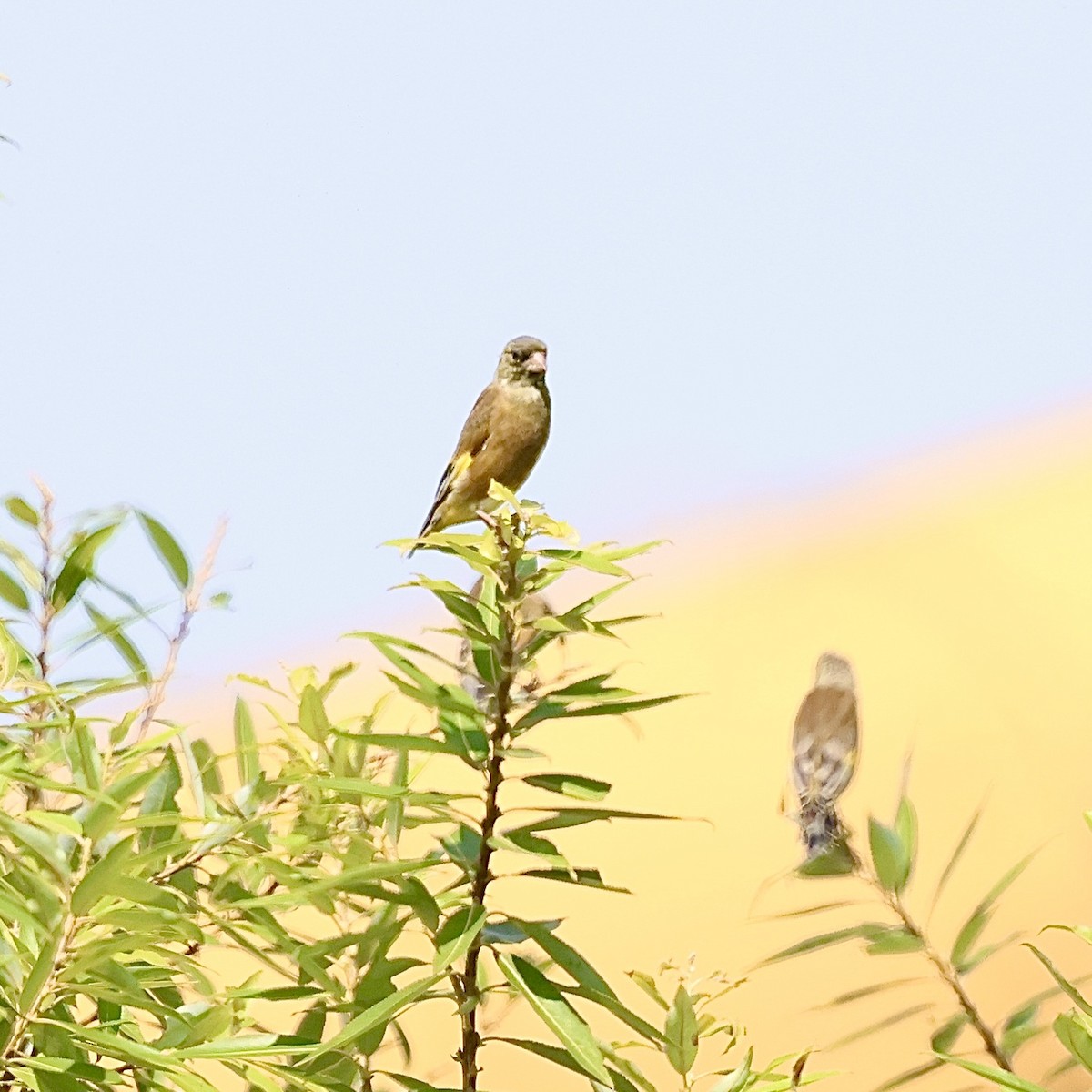 Oriental Greenfinch - ML642524985