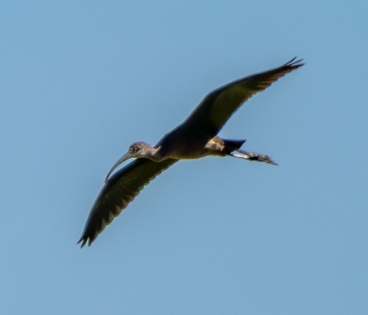 Glossy/White-faced Ibis - ML642525001