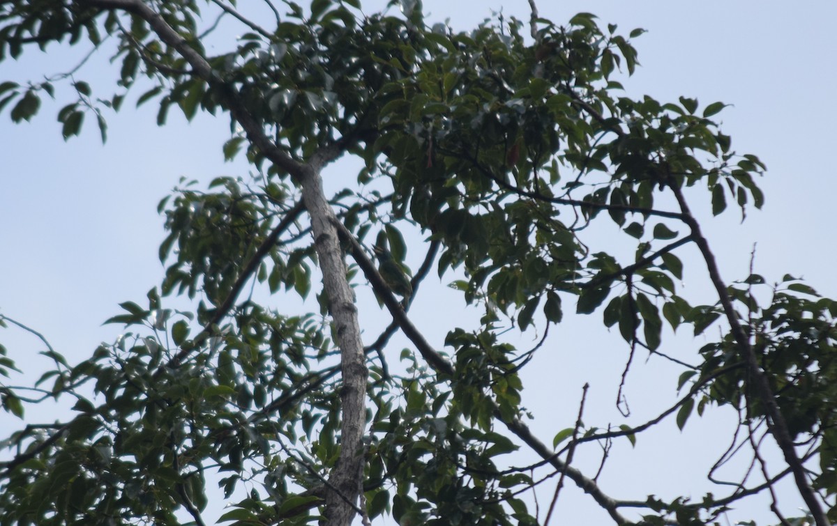 Great Barbet - ML642525013