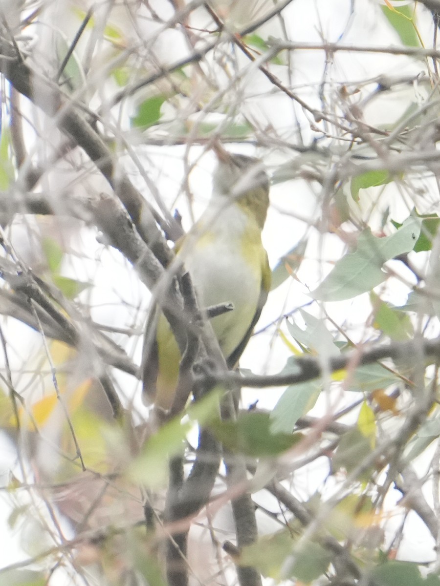 Yellow-green Vireo - ML642525015