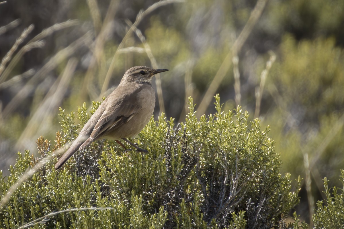 Buff-winged Cinclodes - ML642525022
