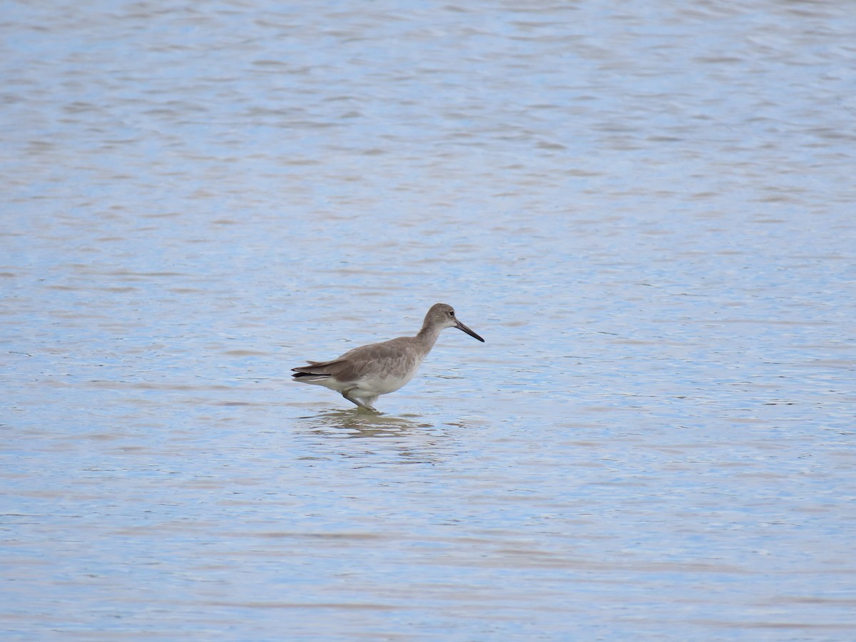 Willet - ML642525028